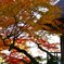 不老庵と紅葉　②。。。！