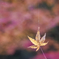 紅葉②