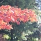 紅葉
