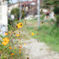 黄花咲く道