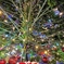 新潟のクリスマス。美しいクリスマスツリーの下には・・・・。