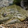 アフリカウシガエル(カワスイ　川崎水族館)