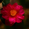 山茶花