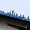 スズメの群れ②
