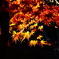 京紅葉2025＿嵐山・宝筐院10