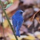 ここのルリ♂は青すぎる　1