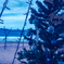 海辺のBlue Christmas