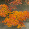 浮かぶ紅葉