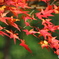 紅葉 ①