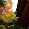 浄瑠璃寺　秋