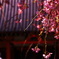 桜景色。