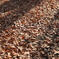 落ち葉の絨毯
