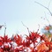 秋の日差しに輝く紅葉