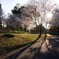 Spring sunlight２