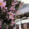 山茶花咲く天龍寺