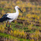 雨の日のコウノトリ４