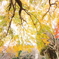 公園の紅葉