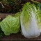 菜園・キャベツとハクサイ