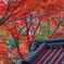 紅葉の永源寺⑤