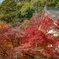 紅葉の永源寺⑧