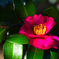 山茶花