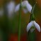 スノードロップ