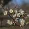 白梅も咲き出して
