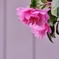 ピンクの山茶花