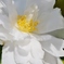 白い山茶花