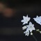 水仙(ペーパーホワイト)