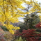 紅葉の頃・太平山♪6