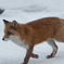 徘徊キツネ