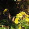 ツワブキ
