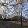 冬の公園