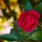 ① 山茶花（サザンカ）ー 冬に咲く代表的な花 ー