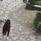 網戸で休憩