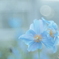「Meconopsis」