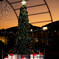 日没のクリスマス