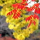 紅葉と黄葉