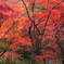紅葉 ⑪