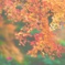 さざめく紅葉