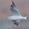 ユリカモメ1