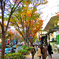 晩秋の表参道2007