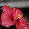 ハイビスカス