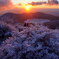 朝焼けの霧氷珊瑚