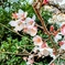 2025  寒桜　冬桜　