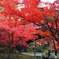 紅葉 ⑮