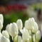 アイスチューリップ　白花