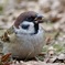 身近な鳥さん・スズメ
