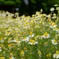 カモミールの花畑